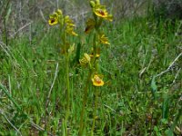 Ophrys lutea 70, Saxifraga-Ed Stikvoort