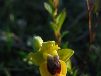 Ophrys lutea 72, Saxifraga-Ed Stikvoort