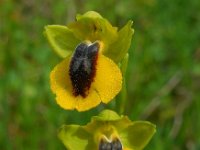 Ophrys lutea 74, Saxifraga-Ed Stikvoort