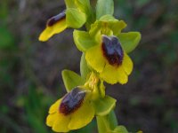 Ophrys lutea 75, Saxifraga-Ed Stikvoort