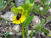 Ophrys lutea 76, Saxifraga-Ed Stikvoort