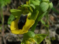 Ophrys lutea 77, Saxifraga-Ed Stikvoort
