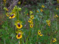 Ophrys lutea 78, Saxifraga-Ed Stikvoort