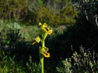 Ophrys lutea 82, Saxifraga-Ed Stikvoort