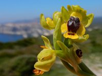 Ophrys lutea 83, Saxifraga-Peter Meininger