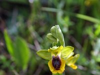 Ophrys lutea 84, Saxifraga-Jeroen Willemsen