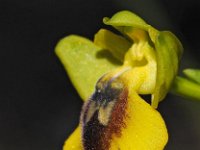 Ophrys lutea 86, Saxifraga-Hans Dekker