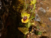 Ophrys lutea 87, Saxifraga-Peter Meininger