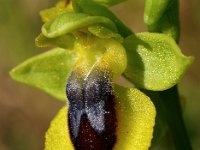 Ophrys lutea 9, Saxifraga-Hans Dekker