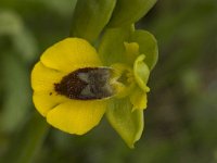 Ophrys lutea ssp lutea 31, Saxifraga-Willem van Kruijsbergen