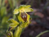Ophrys lutea subsp. minor : Gebied, Israel, Ophrys, Orchid, www.Saxifraga.nl