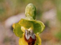 Ophrys lutea ssp minor 17, Saxifraga-Hans Dekker