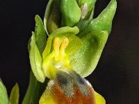 Ophrys lutea ssp quarteirae 62, Saxifraga-Hans Dekker