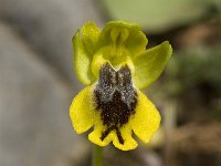 Ophrys lutea ssp sicula 21, Saxifraga-Jan van der Straaten