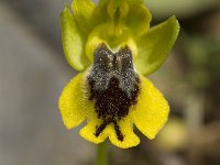 Ophrys lutea ssp sicula 22, Saxifraga-Jan van der Straaten