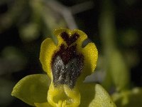 Ophrys lutea ssp sicula 23, Saxifraga-Jan van der Straaten