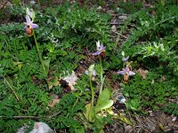Ophrys lycia 1, Saxifraga-Hans Dekker