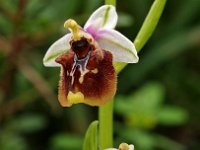 Ophrys lyciensis 1, Saxifraga-Hans Dekker