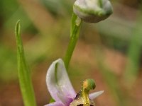 Ophrys lyciensis 2, Saxifraga-Hans Dekker