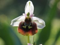 Ophrys lyciensis 3, Saxifraga-Hans Dekker