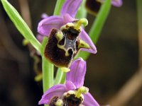 Ophrys lyciensis 4, Saxifraga-Hans Dekker