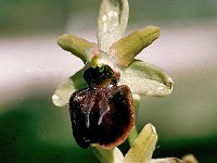 Ophrys majellensis 1, Saxifraga-Hans Dekker