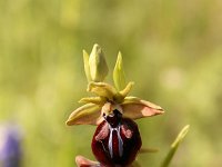 Ophrys mammosa 1, Saxifraga-Dirk Hilbers