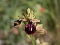 Ophrys mammosa 11, Saxifraga-Dirk Hilbers