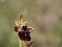 Ophrys mammosa 12, Saxifraga-Dirk Hilbers