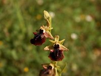 Ophrys mammosa 13, Saxifraga-Dirk Hilbers