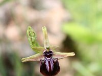 Ophrys mammosa 14, Saxifraga-Dirk Hilbers