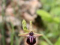 Ophrys mammosa 15, Saxifraga-Dirk Hilbers