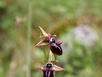 Ophrys mammosa 16, Saxifraga-Dirk Hilbers