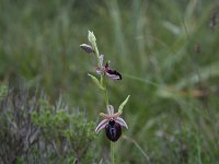 Ophrys mammosa 17, Saxifraga-Dirk Hilbers