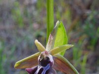 Ophrys mammosa 18, Saxifraga-Ed Stikvoort