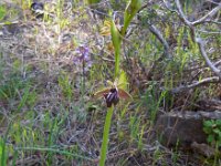 Ophrys mammosa 19, Saxifraga-Ed Stikvoort