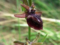 Ophrys mammosa 20, Saxifraga-Ed Stikvoort