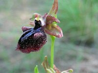 Ophrys mammosa 22, Saxifraga-Ed Stikvoort