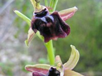 Ophrys mammosa 24, Saxifraga-Ed Stikvoort : s10 cyprus