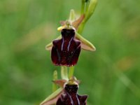 Ophrys mammosa 3, Saxifraga-Hans Dekker