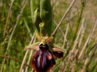 Ophrys mammosa 4, Saxifraga-Harry van Oosterhout : bloem, plant, natuur, Griekenland, orchidee, ophrys