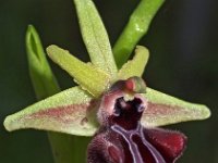 Ophrys mammosa 5, Saxifraga-Hans Dekker