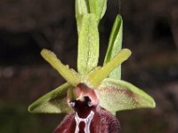Ophrys mammosa 6, Saxifraga-Hans Dekker
