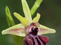 Ophrys mammosa 7, Saxifraga-Hans Dekker