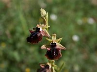 Ophrys mammosa 9, Saxifraga-Dirk Hilbers