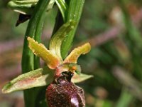 Ophrys massiliensis 1, Saxifraga-Hans Dekker