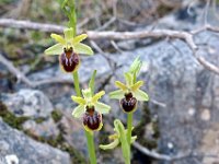 Ophrys massiliensis 10, Saxifraga-Hans Dekker
