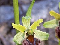 Ophrys massiliensis 11, Saxifraga-Hans Dekker