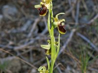 Ophrys massiliensis 12, Saxifraga-Hans Dekker