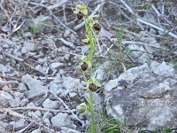 Ophrys massiliensis 13, Saxifraga-Hans Dekker